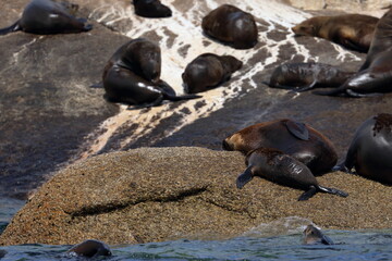 Wall Mural - fur seal