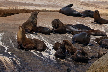 Wall Mural - fur seal