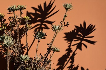 Wall Mural - Succulent Shadows on Terracotta Wall: Nature's Art