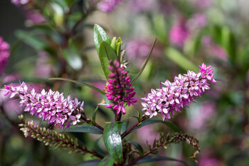 Wall Mural - Close up of pink hebe flowers in bloom