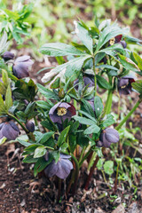 Wall Mural - helleborus orientalis in purple macro