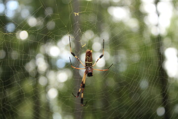 spider on web