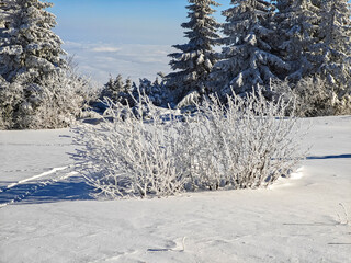 Wall Mural - Winter Landscape of Vitosha Mountain, Bulgaria