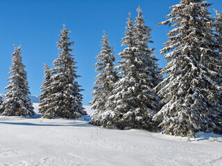 Wall Mural - Winter Landscape of Vitosha Mountain, Bulgaria