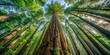 © Nasnunt - A sea of emerald green surrounds a massive redwood tree, its branches stretching towards the sky like giant arms, as if embracing the heavens above , forest floor, tall trees