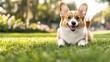 © Chananphat - Relaxing Pembroke Welsh Corgi on Serene Garden Oasis