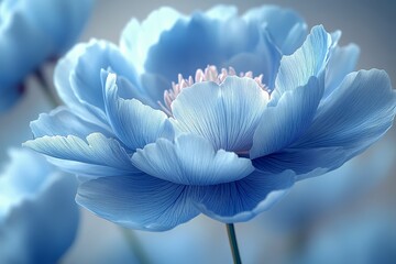 Wall Mural - Close-up of blue and white peony petals with soft focus, dreamy atmosphere, and delicate texture in pastel colors and natural light.