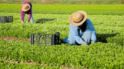 Wall Mural - Focused young asian female worker picking crop of organic green leaf lettuce at vegetable plantation on sunny day