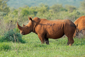 Wall Mural - endangered white rhinoceros (ceratotherium simum) in lush green natural habitat, south africa.