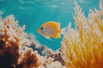 Poster - Vibrant coral reef teems with colorful tropical fish in clear blue water during midday. Generative AI