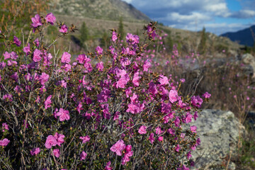 Wall Mural - Rhododendron dauricum flowers. On background are Altai mountains and blue sky. with clouds