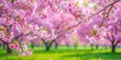 © Watcharapon - Soft pink cherry blossoms sway gently in the spring breeze amidst lush greenery and vibrant foliage within a serene park filled with blooming sakura trees , spring, nature