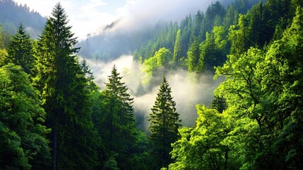 Poster - Lush Green Forest Canopy with Mist Shrouded Trees in a Serene and Peaceful Environment