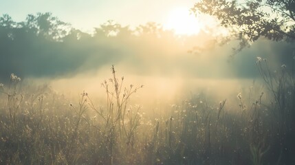 Poster - Ethereal sunrise through mist over meadow with golden light and delicate floral silhouettes