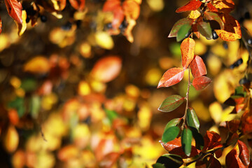 Wall Mural - Autumn Foliage Close-Up with Red, Orange, and Yellow Leaves on a Tree Branch