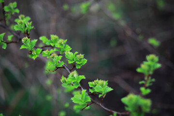 Poster - Close-Up of Fresh Green Leaves on Branch Amidst Dark Background in Early Spring