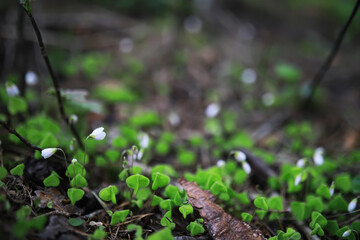 Poster - Young White Wildflowers in a Forest - Nature Macro Photography