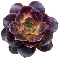 Wall Mural - Vibrant Purple Succulent Plant with Green Center and Glossy Leaves on White Background for Decorative Use