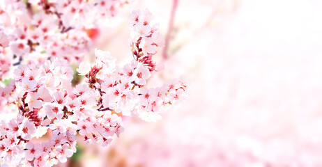 Aufkleber - Horizontal banner with sakura flowers of white color on sunny backdrop. Beautiful nature spring background with a branch of blooming sakura. Sakura blossoming season in Japan