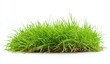 © A4719 - Close up view of fresh green grass tuft on white background, showcasing vibrant blades and stems