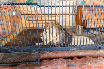 Wall Mural - A lion is laying in a cage with a chain link fence