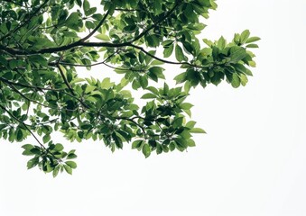 Wall Mural - Lush green tree branches skyward