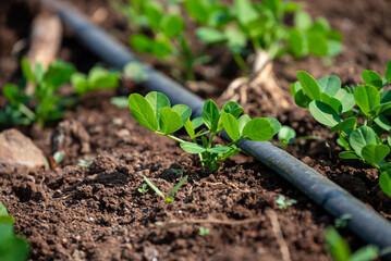 Wall Mural - Peanut plant sprout growing in farm field. Peanut (groundnut) plant seedling green leaf. Peanut crop seedling plantation. Organic groundnut plant sprout grow in nut farm.