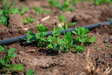 Wall Mural - Peanut plant sprout growing in farm field. Peanut (groundnut) plant seedling green leaf. Peanut crop seedling plantation. Organic groundnut plant sprout grow in nut farm.