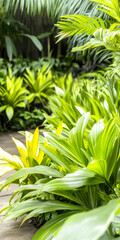 Poster - Lush tropical foliage with vibrant green leaves in a peaceful garden setting conveying tranquility and freshness