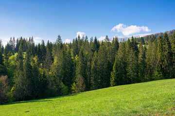 Wall Mural - hillside of mountain range with coniferous forest and grassy meadow. blue sky with cloud. sunny day in spring. trees on the green hill