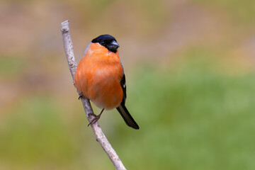 Wall Mural - Eurasian Bullfinch on a branch