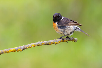 Wall Mural - European Stonechat on a branch