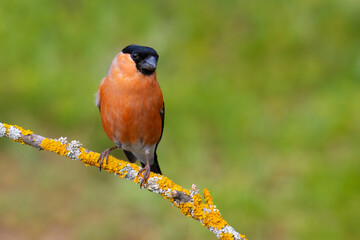 Wall Mural - Eurasian Bullfinch on a branch