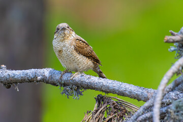 Wall Mural - Eurasian Wryneck on a branch