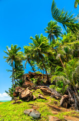 Wall Mural - Palms at Saint Joseph Island, one of Salvation Islands in French Guiana, South America