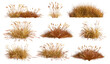 © aura studio - vector illustration dried grass cutout, savanna field, meadows set, transparent backgrounds, prairie, wild grass, dry vegetation, nature clipart, landscape design, isolated elements
