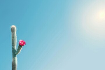 Cactus with pink flower bright sun in desert landscape