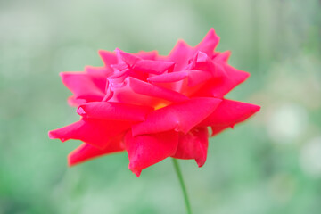 Wall Mural - Flower Series : Red rose with natural background