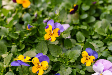 Wall Mural - Close-up photo of colorful pansy flowers in bloom