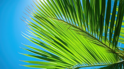 Wall Mural - fronds tropical palm tree