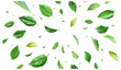 © aura studio - Vector illustration leaves flying foliage purified refreshing, transparent background PNG, natural green leaves, eco-friendly, clean nature, plant foliage, fresh air, organic leaves.