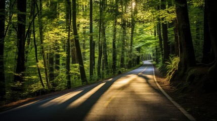 Wall Mural - sunlight trees on road