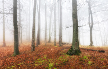 Aufkleber - Fog and mist in forest at autumn