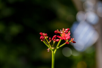 Wall Mural - Close-up photo of red yatropa flowers in bloom