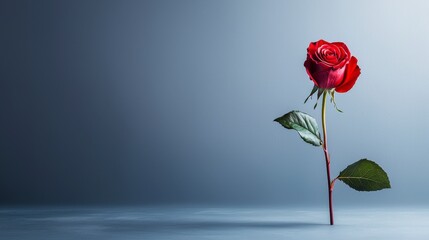 Aufkleber - Elegant red rose displaying beauty in minimalist setting studio photography smooth color surfaces close-up nature's art