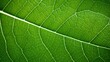 © sevector - texture soy bean leaf