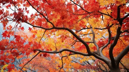 Wall Mural - nature colorful leaves