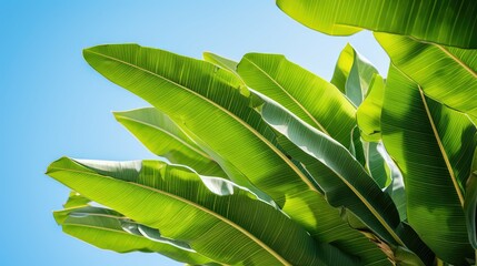 Poster - sky tropical banana leaves