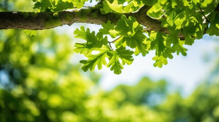 Wall Mural - vibrant oak tree branch