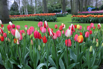 Wall Mural - Colorful tulips in the Keukenhof Garden in Lisse, Holland, Netherlands.